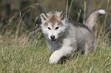 ALASKAN MALAMUTE 150